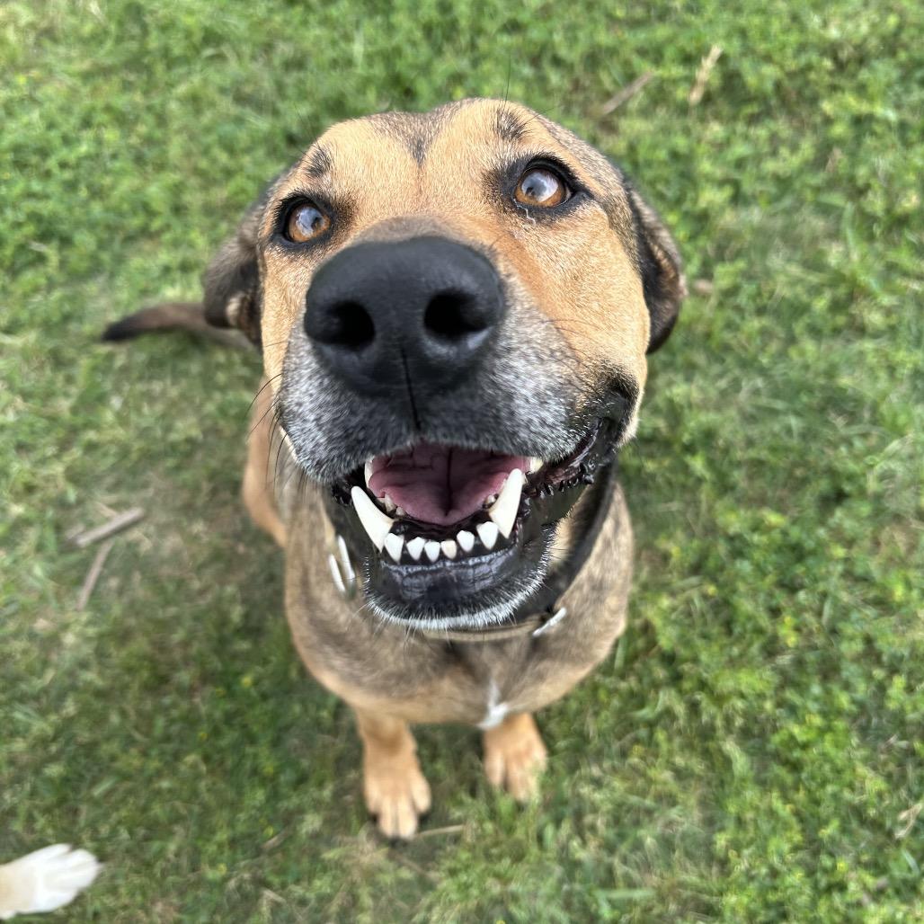 Enlarge Selena, a Adoptable mixed breed in Dickinson, TX image 3/6