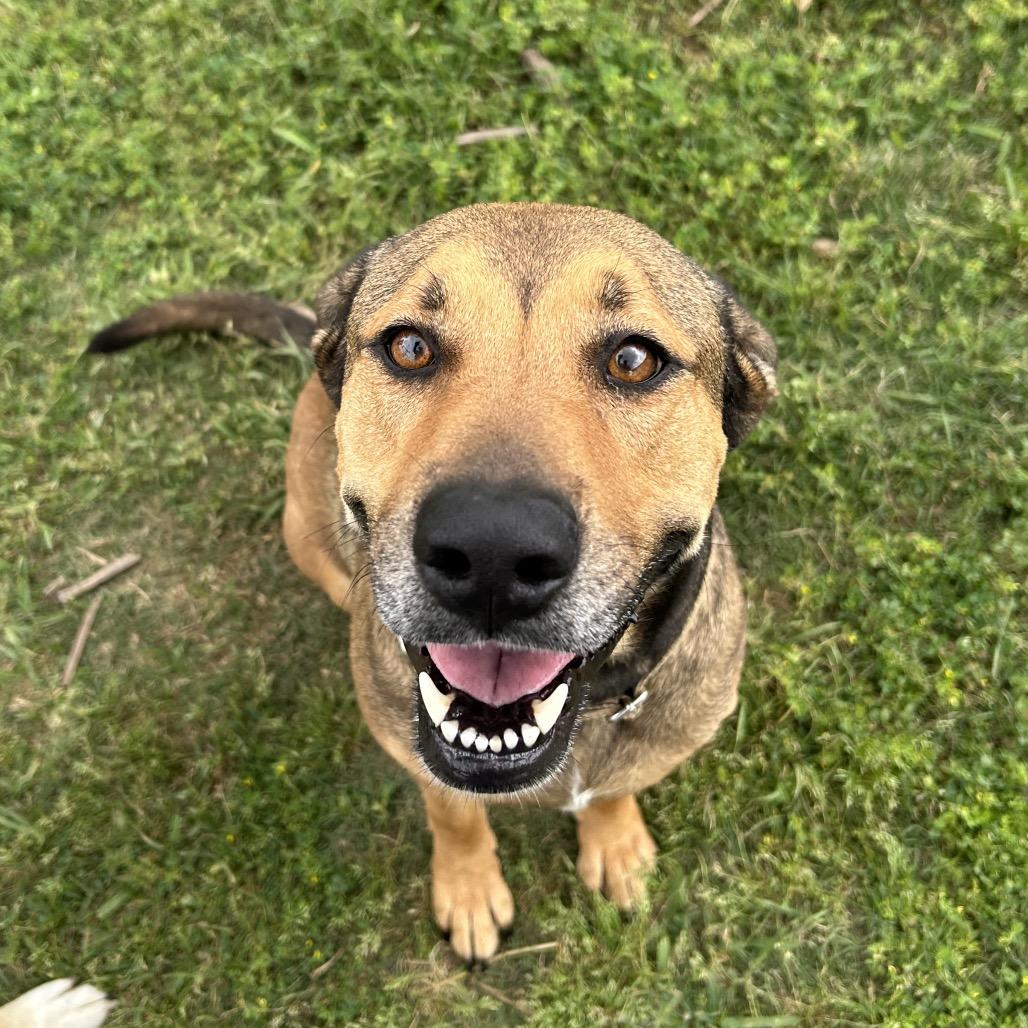 Enlarge Selena, a Adoptable mixed breed in Dickinson, TX image 4/6