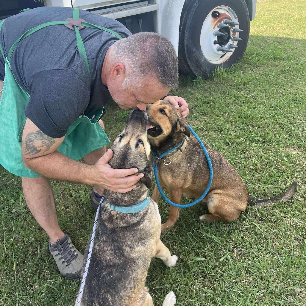 Enlarge Selena, a Adoptable mixed breed in Dickinson, TX image 6/6