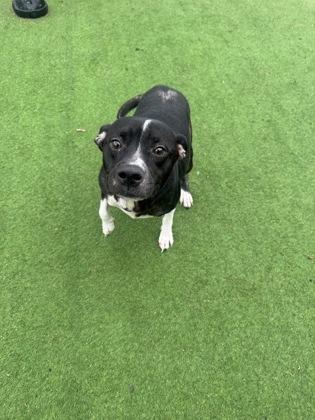 Tortilla, Adoptable, Adult Male Labrador Retriever & Mixed Breed.