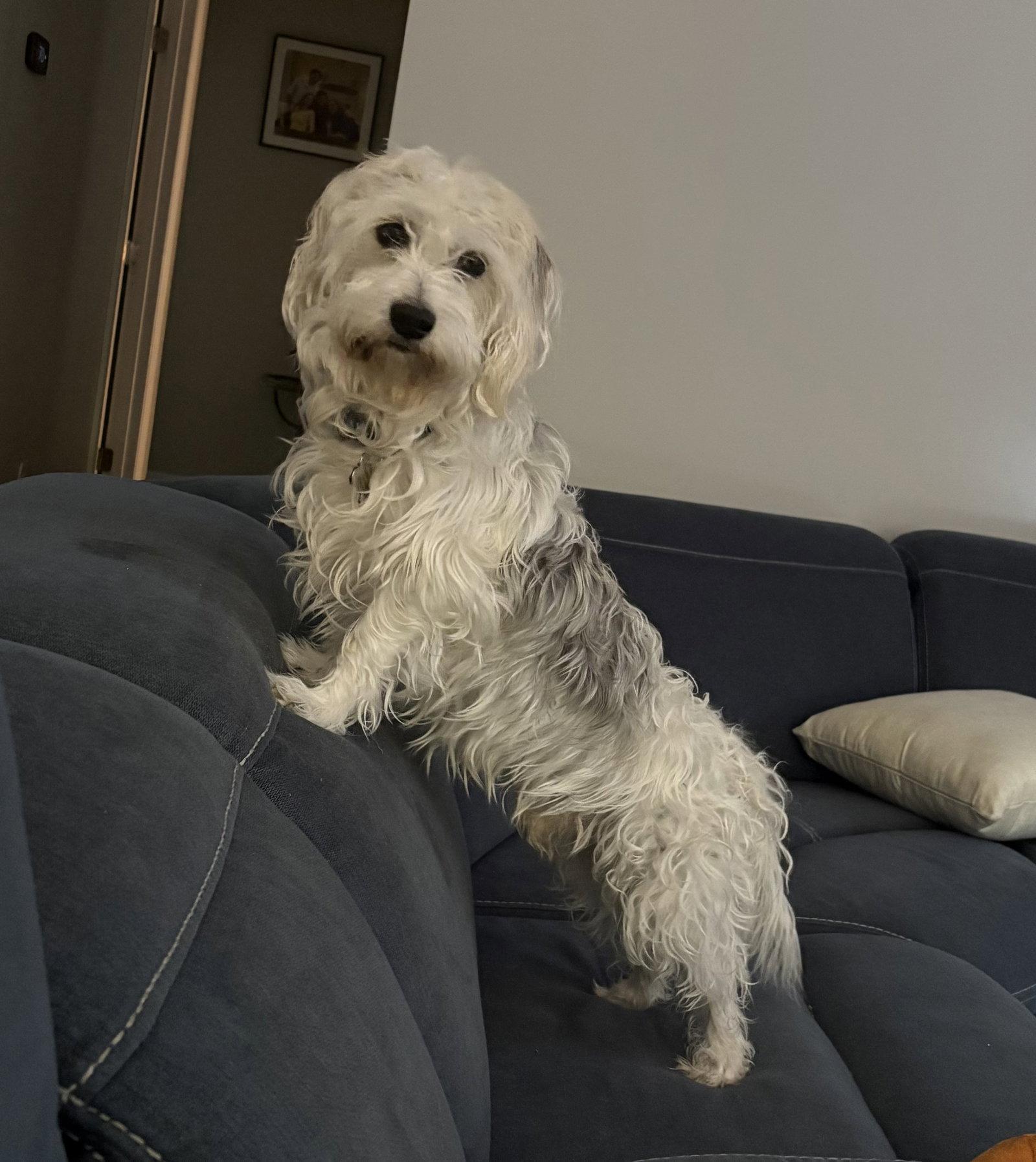 Alfred, Adopted, Senior Male Dachshund & Lhasa Apso.