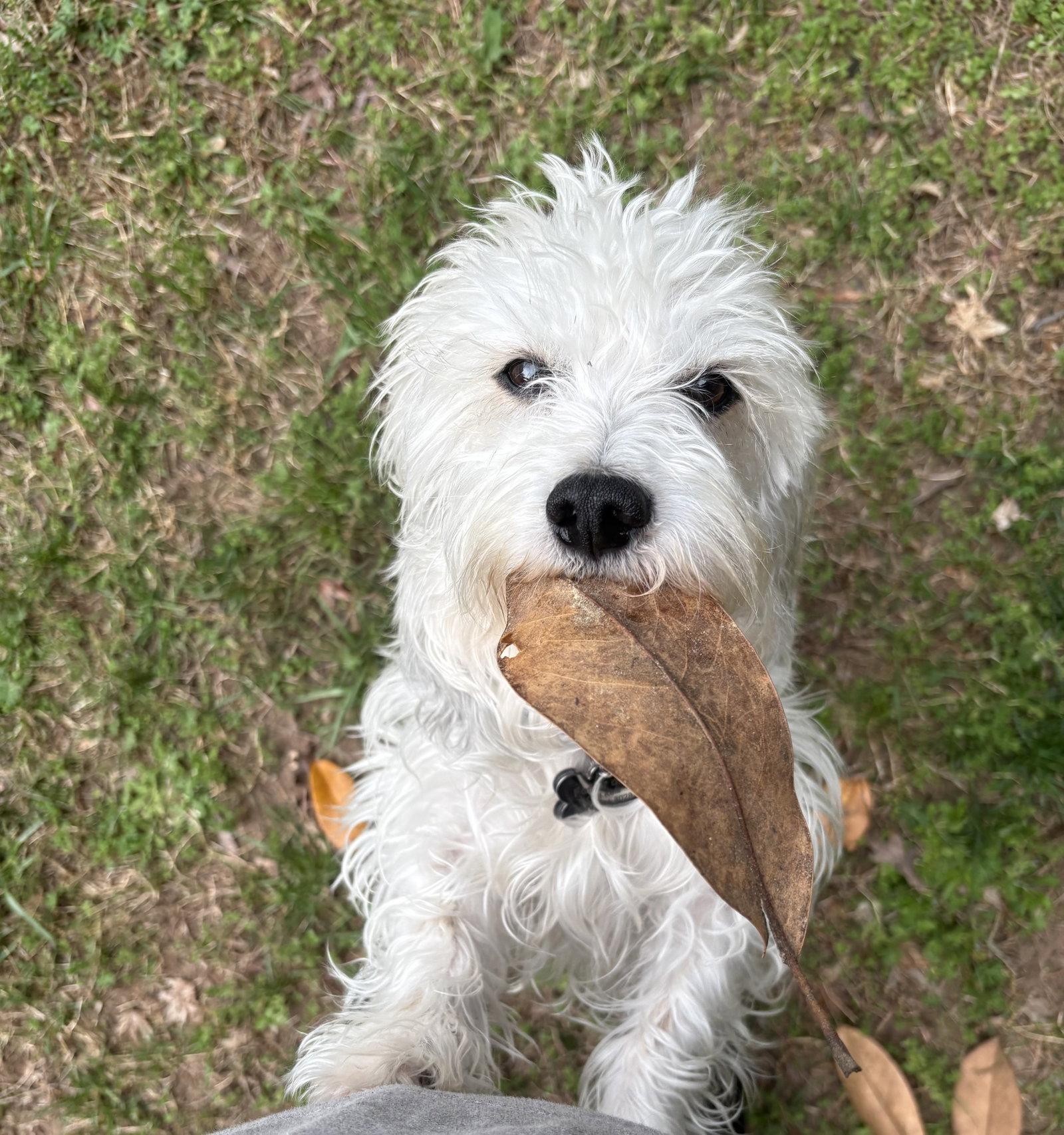 Alfred, a Adopted mixed breed in West Columbia, SC image 2/3