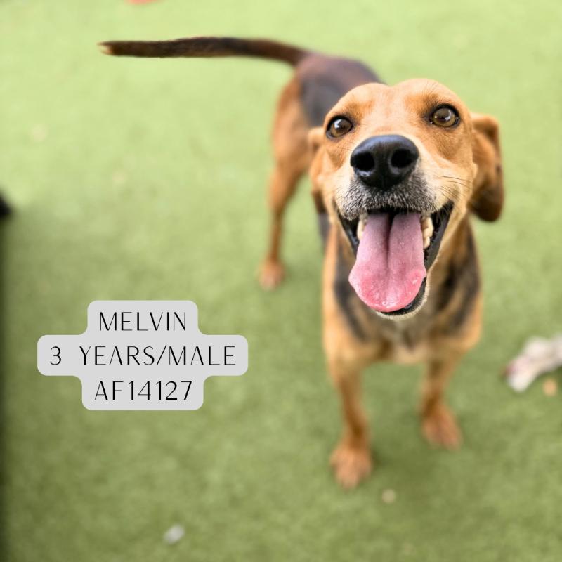 Enlarge Melvin, a Adoptable Treeing Walker Coonhound in Supply, NC image 1/2