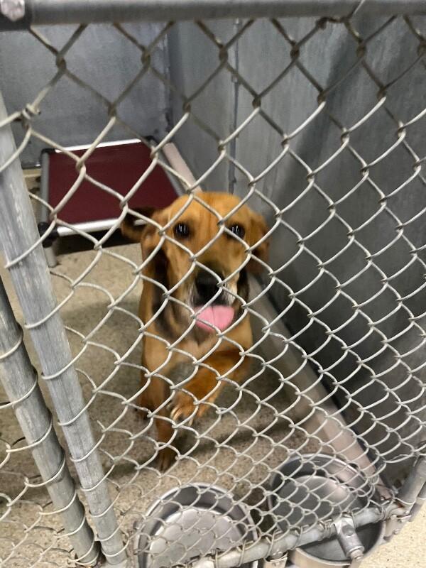 Enlarge Melvin, a Adoptable Treeing Walker Coonhound in Supply, NC image 2/2
