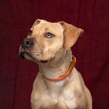 Enlarge Neal, a Adoptable mixed breed in Atlanta, GA image 2/3