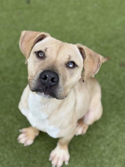 Enlarge Neal, a Adoptable mixed breed in Atlanta, GA image 3/3