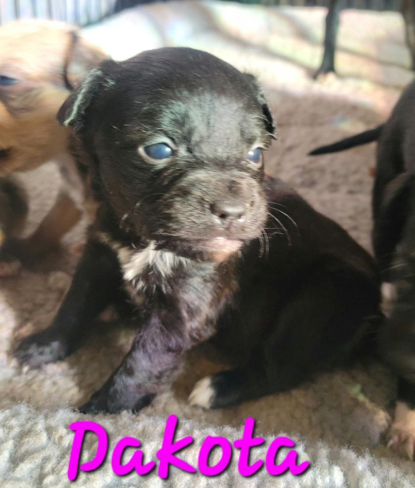 Dakota, Adopted, Puppy Female Chihuahua.