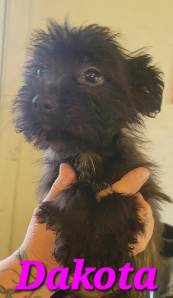 Enlarge Dakota, a Adopted mixed breed in Willcox, AZ image 2/3