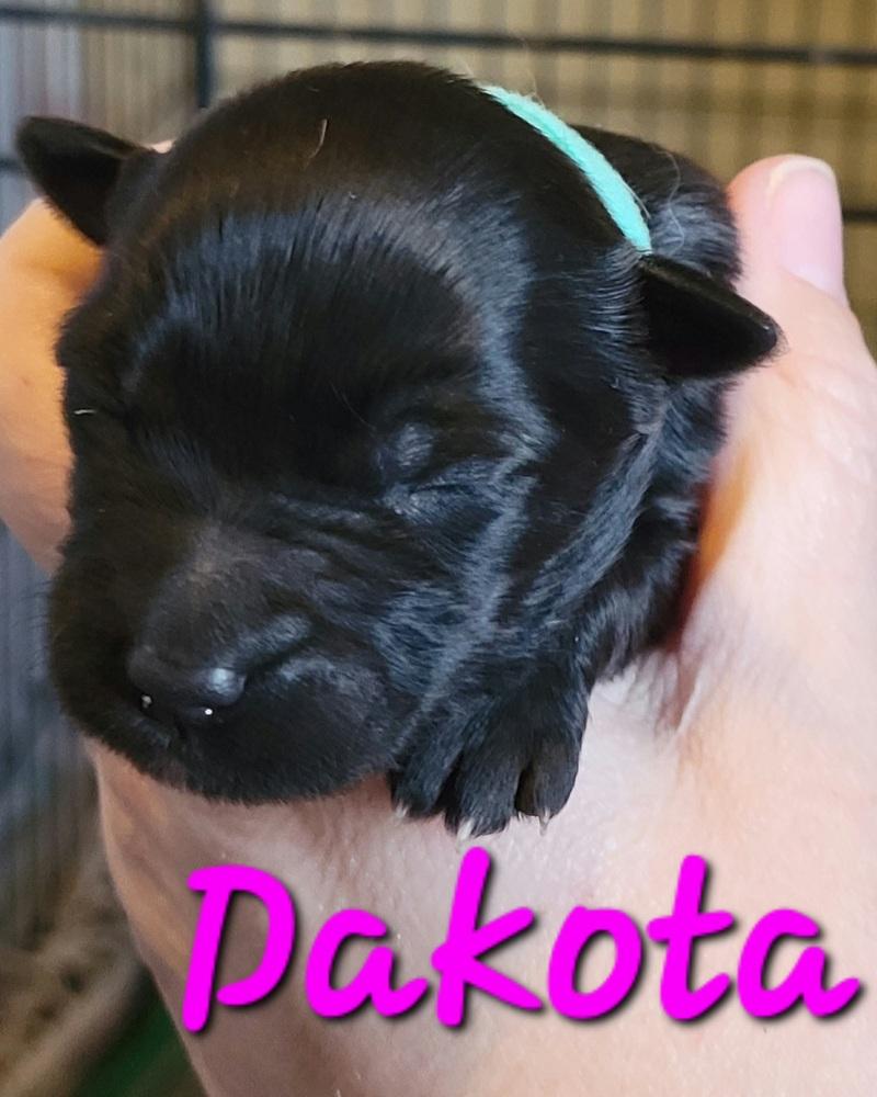 Enlarge Dakota, a Adopted mixed breed in Willcox, AZ image 3/3