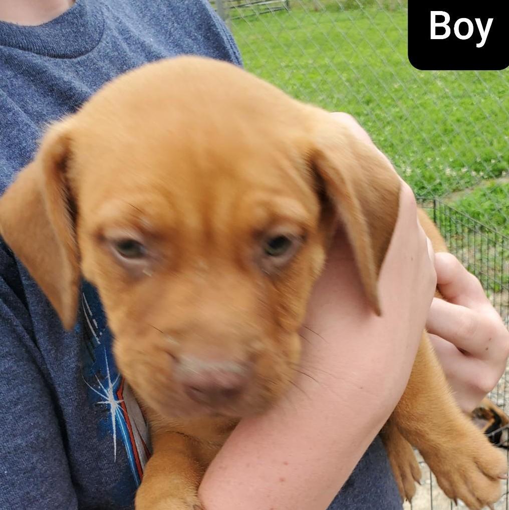 Taylor, Baby Male Boxer