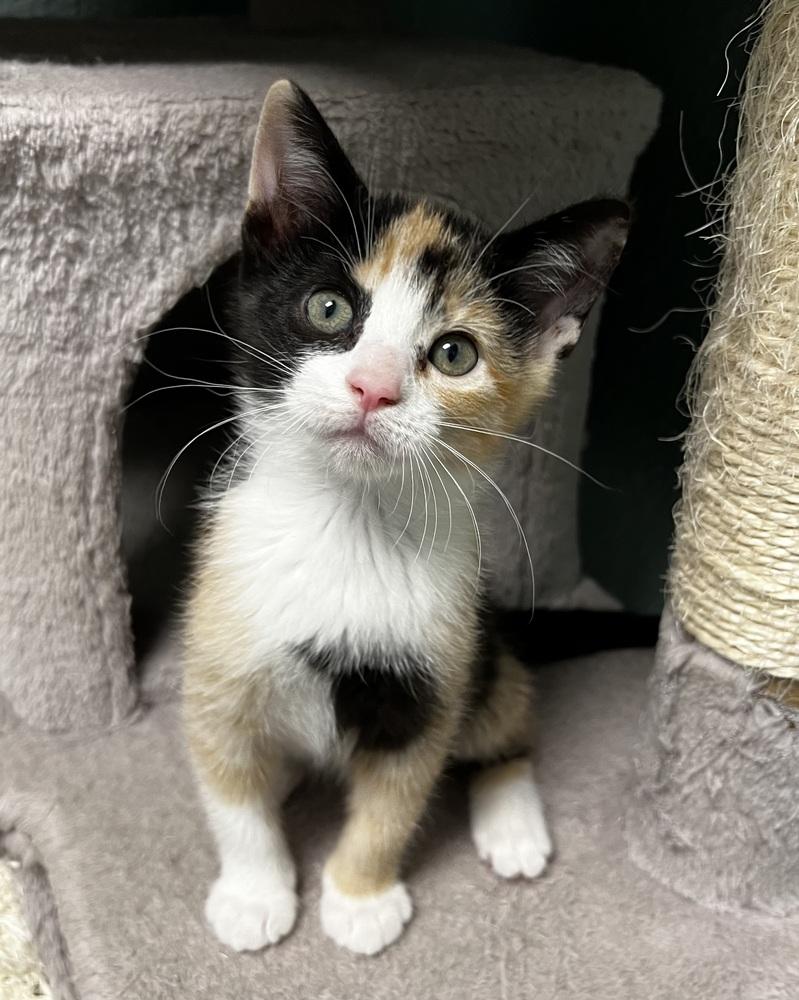 Enlarge Sparrow, a Adoptable mixed breed in Jamestown, CA image 1/3