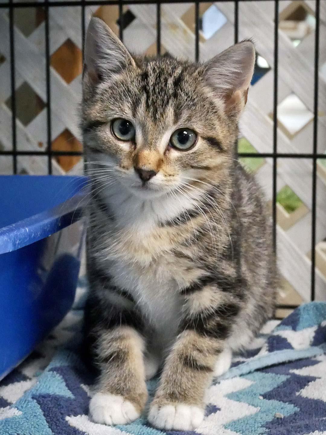Mitzie, a ADOPTABLE mixed breed in Bloomingdale, NJ image 3/5