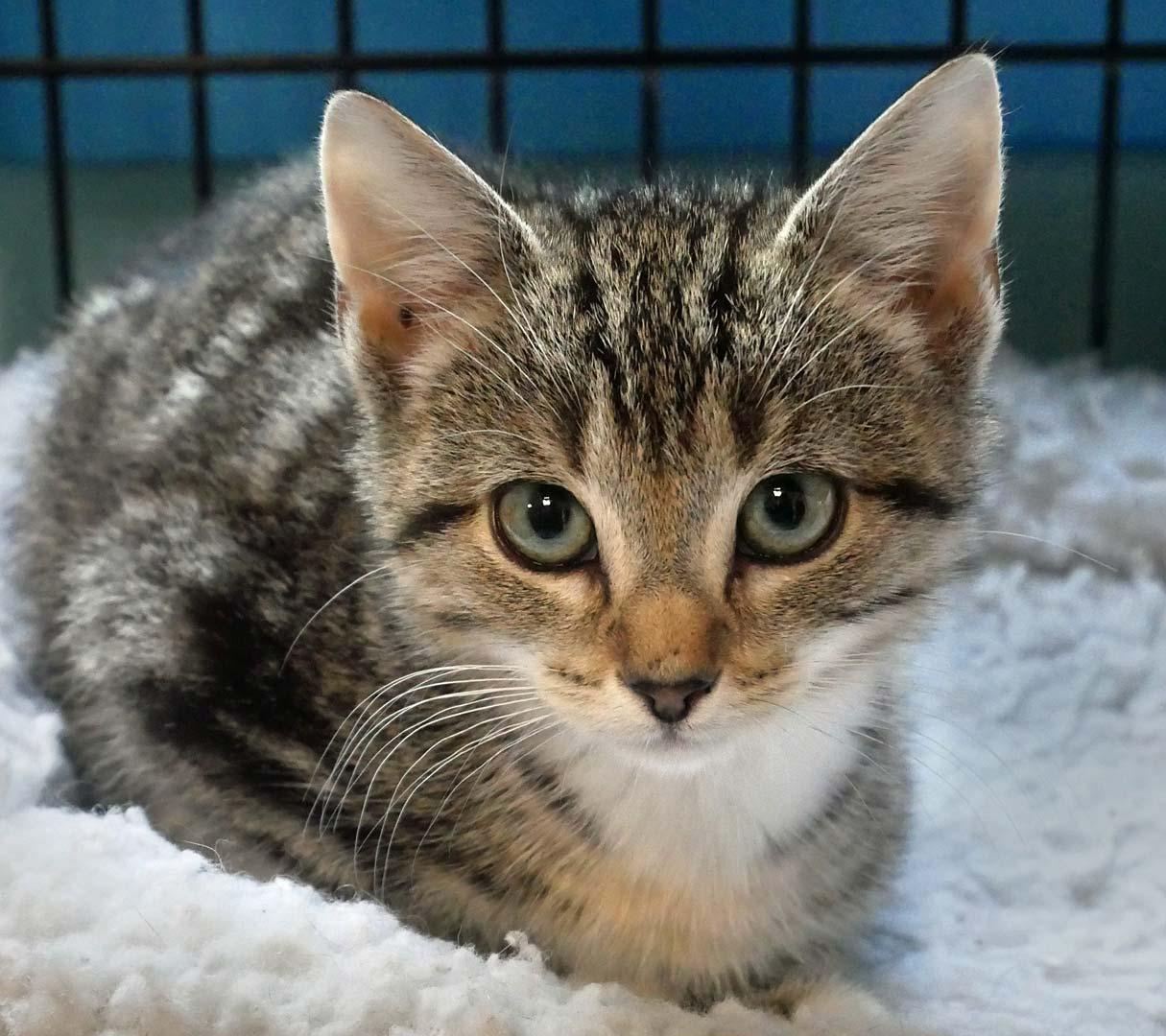 Mitzie, ADOPTABLE, Kitten Female Domestic Short Hair.