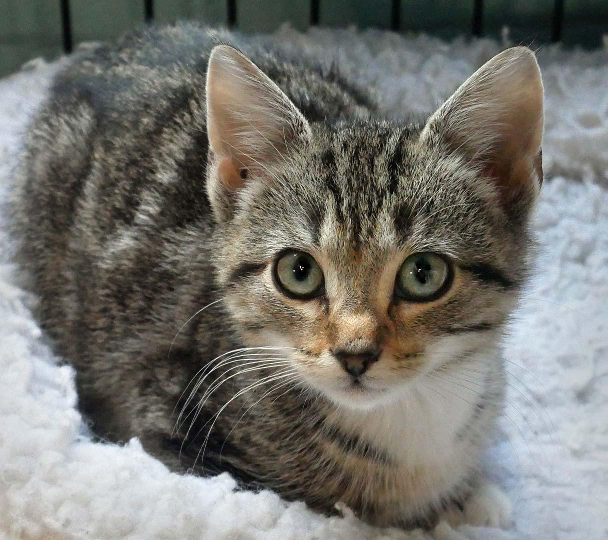 Mitzie, a ADOPTABLE mixed breed in Bloomingdale, NJ image 2/5