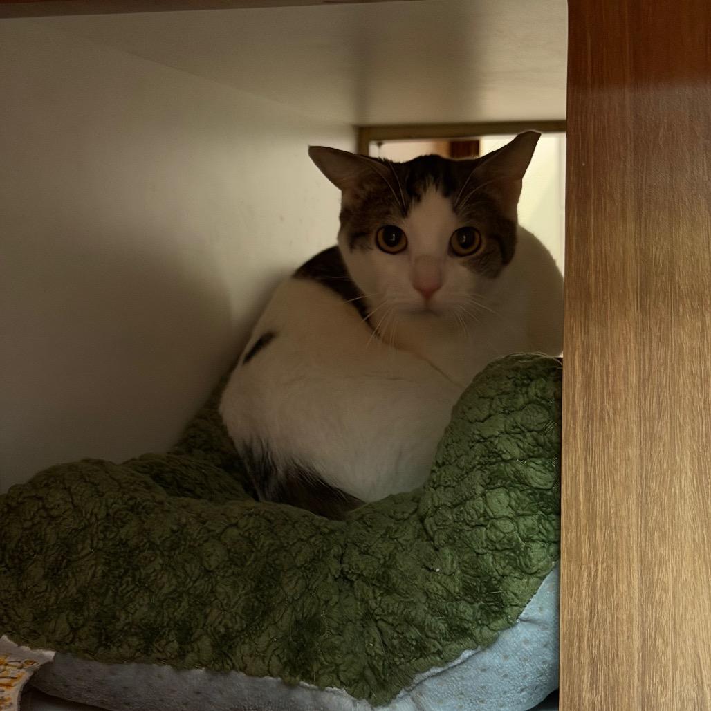 Harry, a Adoptable Domestic Short Hair in Oyster Bay, NY image 1/4