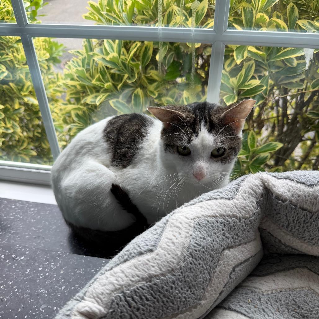 Harry, a Adoptable Domestic Short Hair in Oyster Bay, NY image 2/4