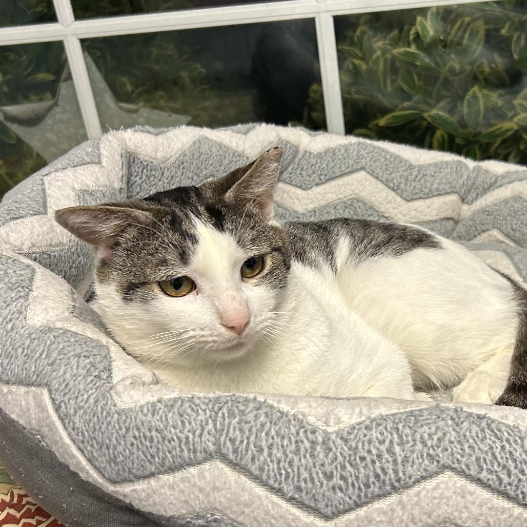 Enlarge Harry, a Adoptable Domestic Short Hair in Oyster Bay, NY image 1/1
