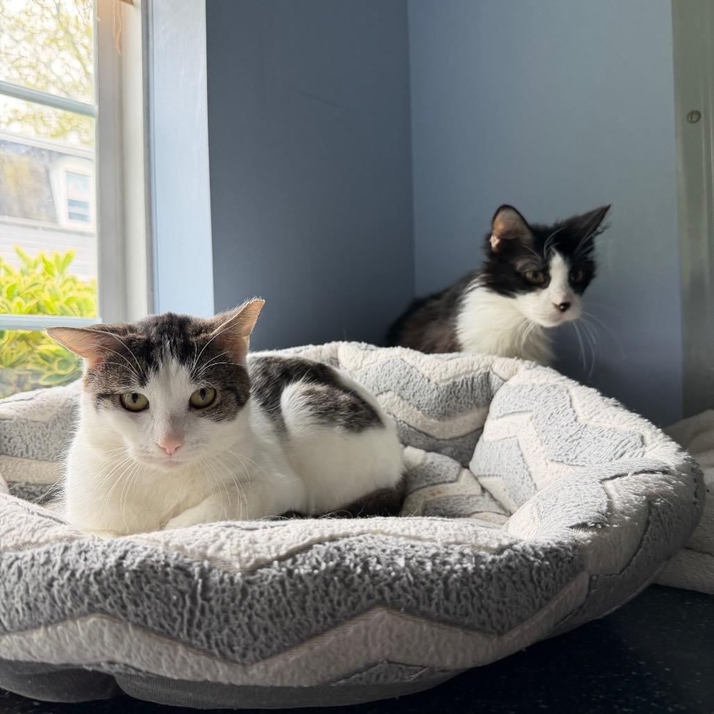 Harry, a Adoptable Domestic Short Hair in Oyster Bay, NY image 4/4