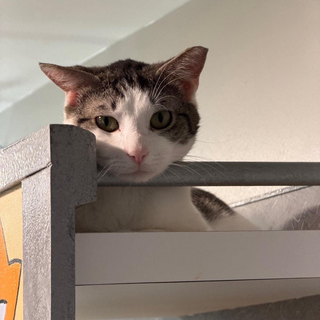 Enlarge Harry, a Adoptable Domestic Short Hair in Oyster Bay, NY image 5/5