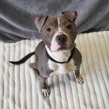 Enlarge Amora, an adoptable mixed breed in Jackson, MI image 3/6