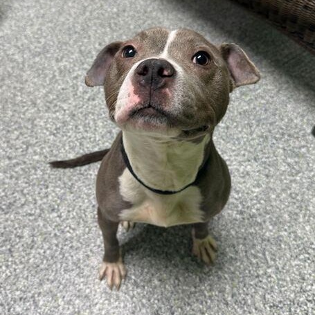 Enlarge Amora, an adoptable mixed breed in Jackson, MI image 5/6