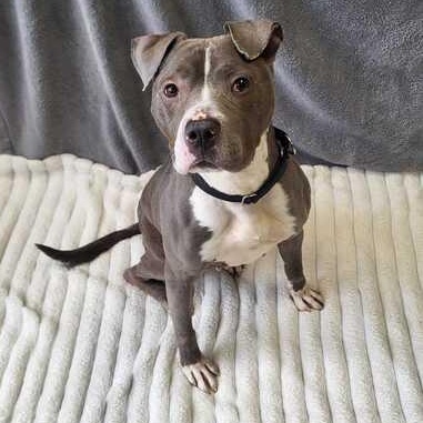 Enlarge Amora, an adoptable mixed breed in Jackson, MI image 2/6