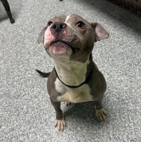 Enlarge Amora, an adoptable mixed breed in Jackson, MI image 4/6