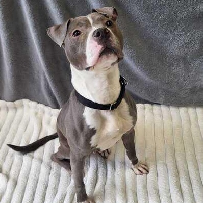 Amora, adoptable, Adult Female Pit Bull Terrier.
