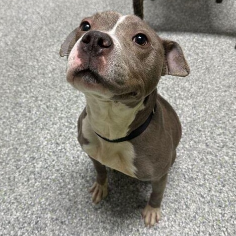 Enlarge Amora, an adoptable mixed breed in Jackson, MI image 6/6