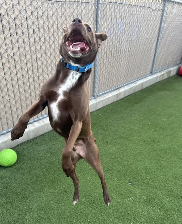 Choco, Adoptable, Adult Male Labrador Retriever & Chihuahua.