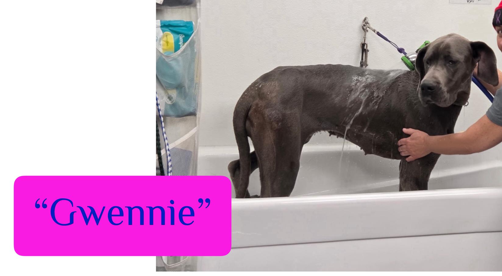 Enlarge Gwennie, a ADOPTABLE Great Dane in Lexington, KY image 4/4