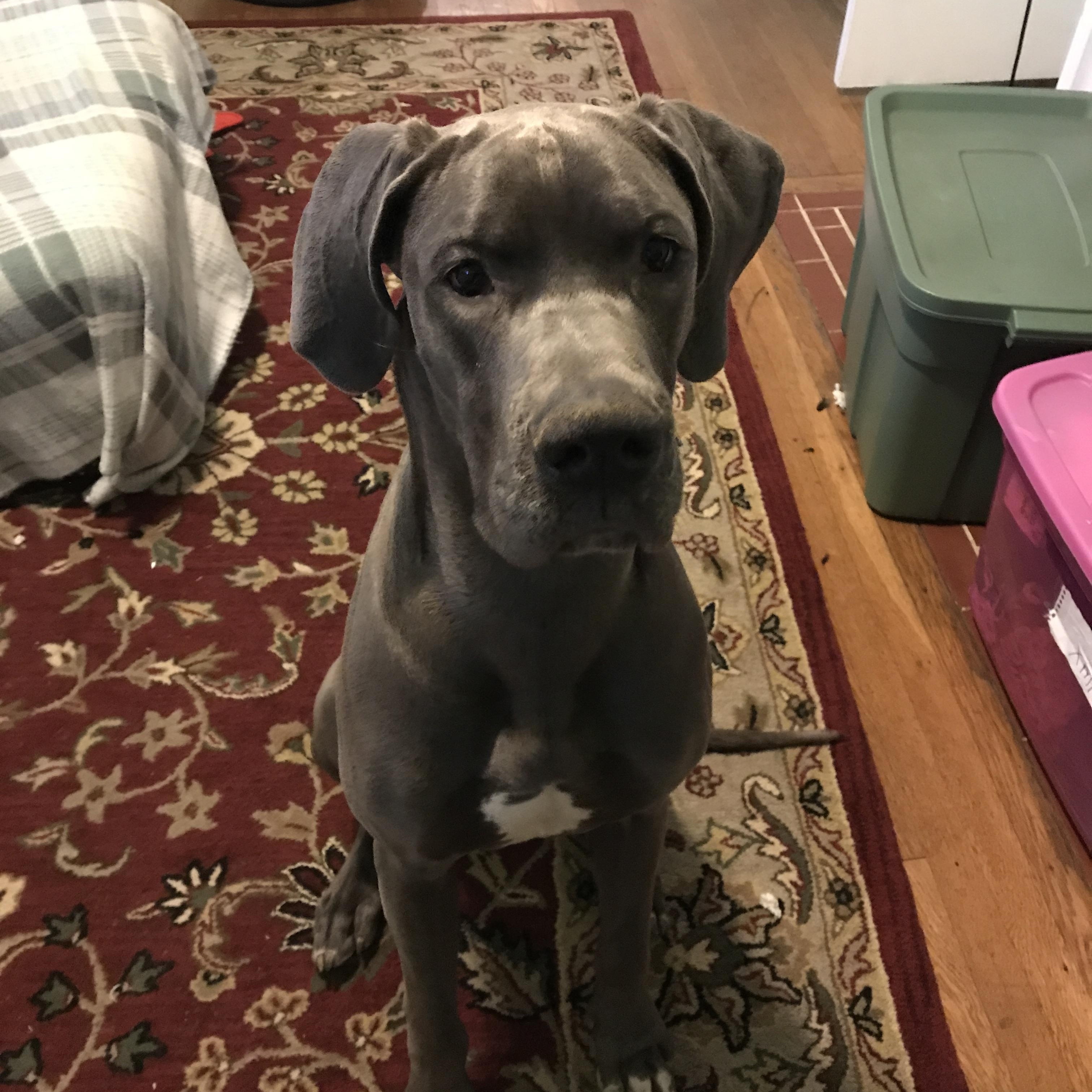 Enlarge Gwennie, an adopted Great Dane in Lexington, KY image 5/6