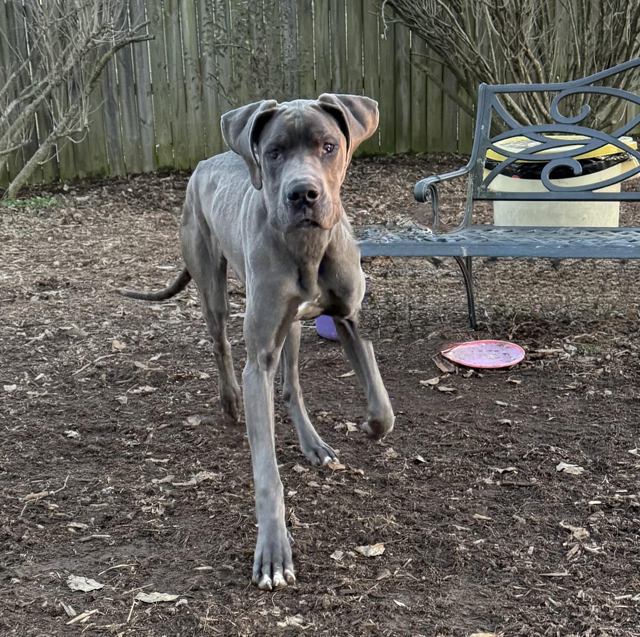 Enlarge Gwennie, a ADOPTABLE Great Dane in Lexington, KY image 2/4