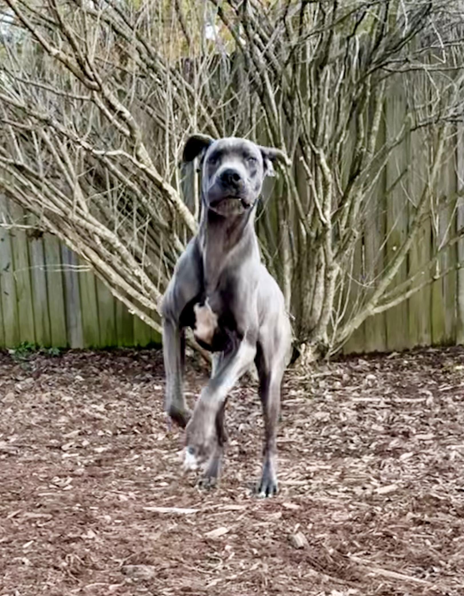 Enlarge Gwennie, a ADOPTABLE Great Dane in Lexington, KY image 1/4