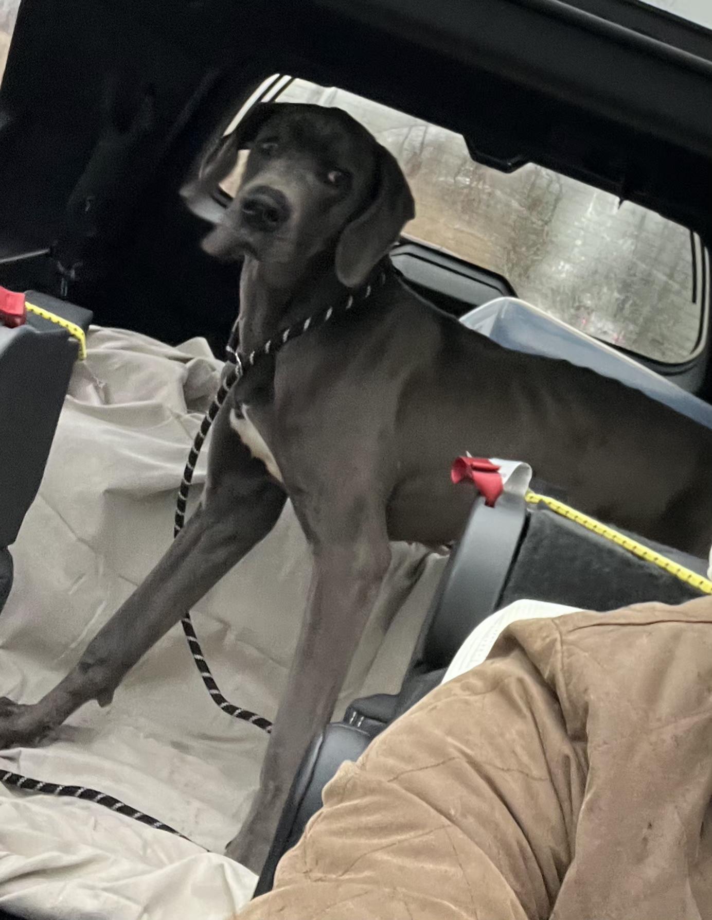 Enlarge Gwennie, a ADOPTABLE Great Dane in Lexington, KY image 3/4