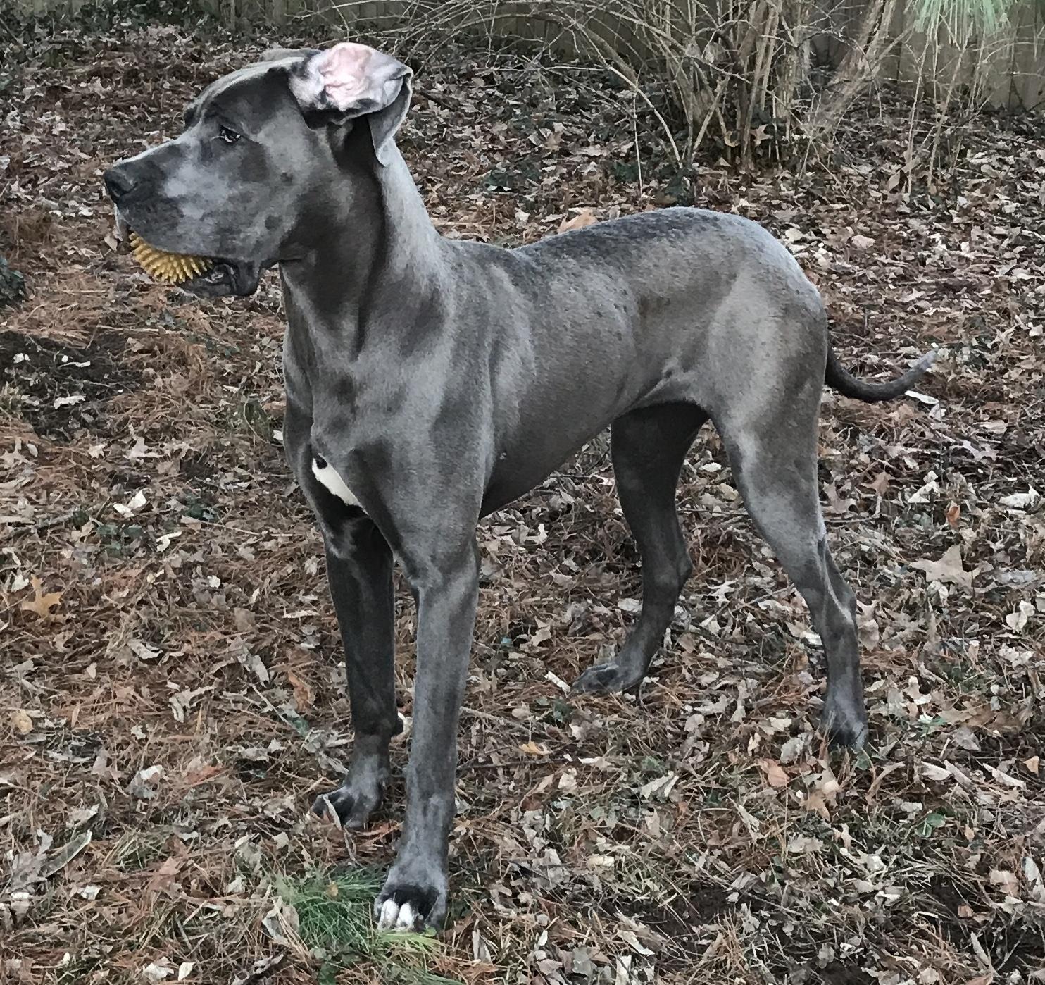 Enlarge Gwennie, an adopted Great Dane in Lexington, KY image 6/6