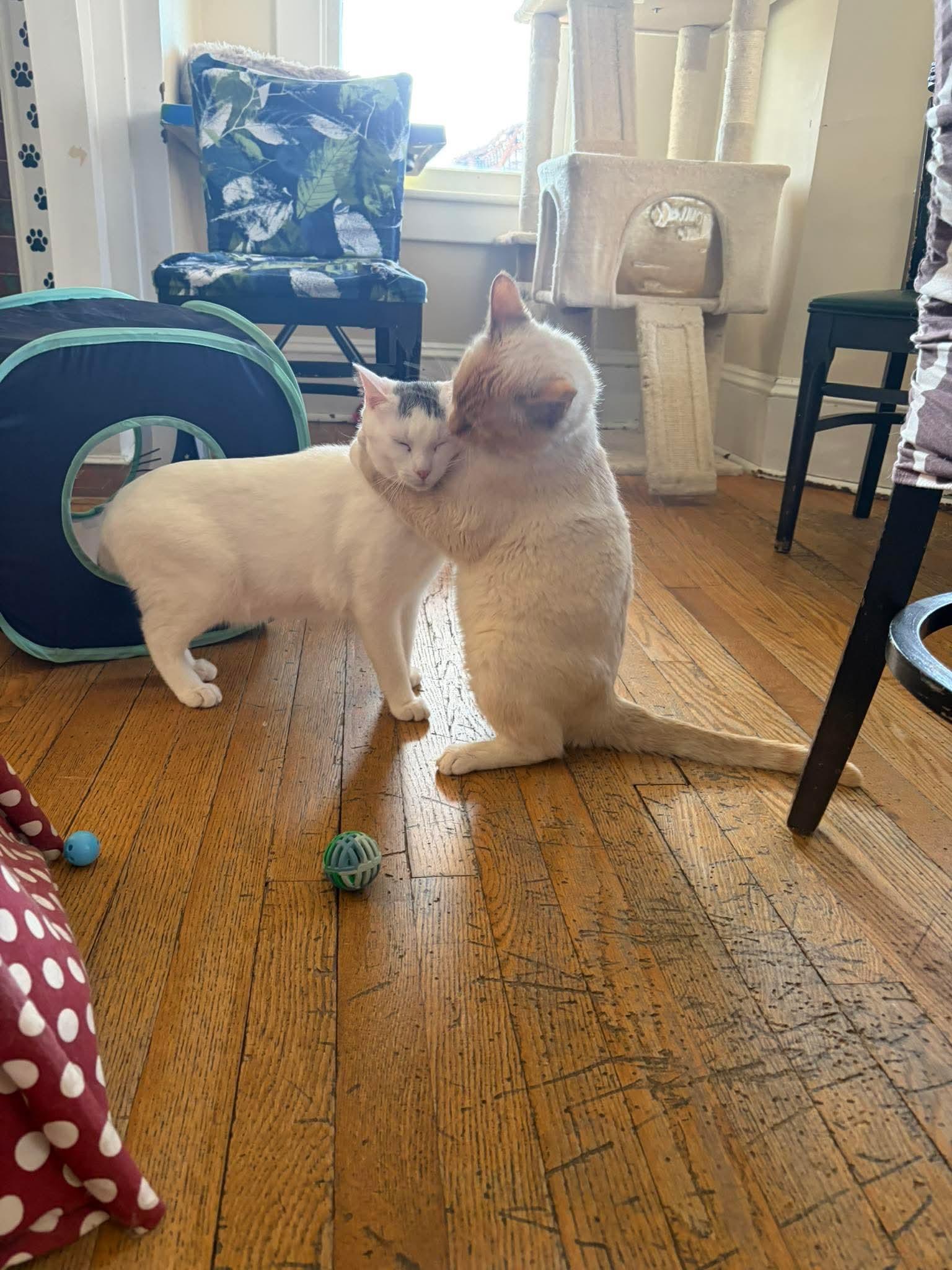 Joly & Tyson, ADOPTABLE, Adult Male Siamese & Domestic Short Hair.