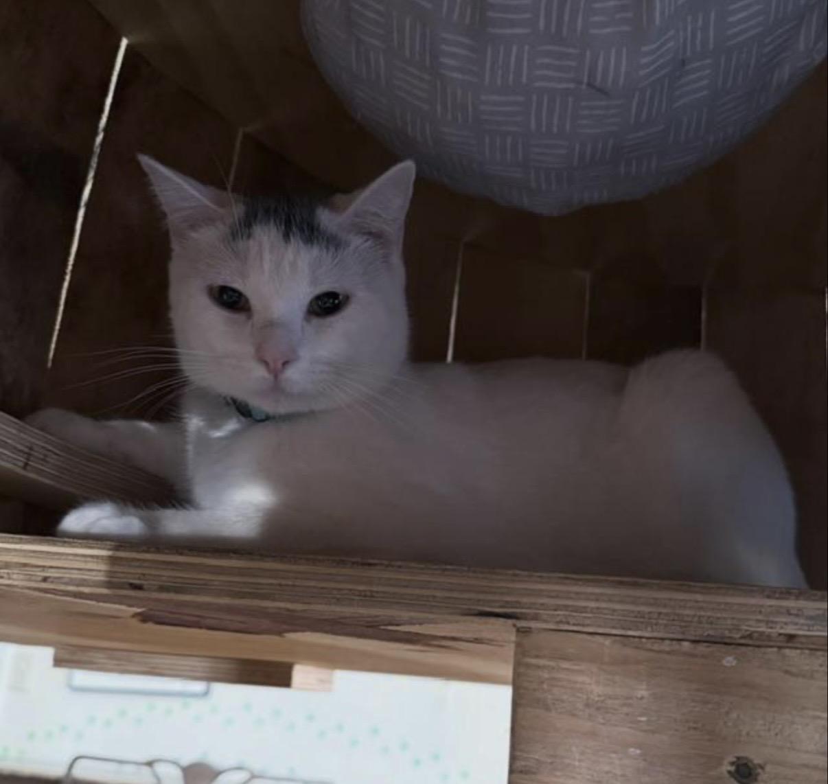 Enlarge Joly & Tyson, a ADOPTABLE mixed breed in Berkeley Springs, WV image 5/5