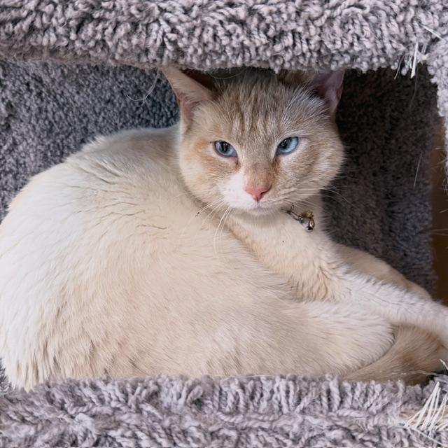 Enlarge Joly & Tyson, a ADOPTABLE mixed breed in Berkeley Springs, WV image 2/5