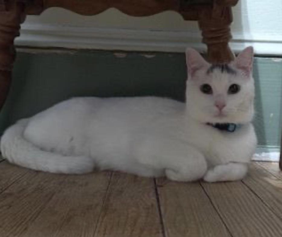 Enlarge Joly & Tyson, a ADOPTABLE mixed breed in Berkeley Springs, WV image 4/5