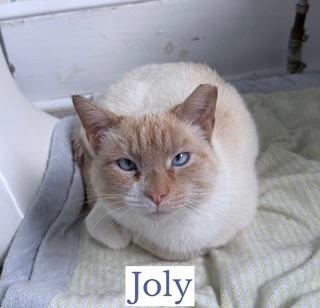 Enlarge Joly & Tyson, a ADOPTABLE mixed breed in Berkeley Springs, WV image 3/5