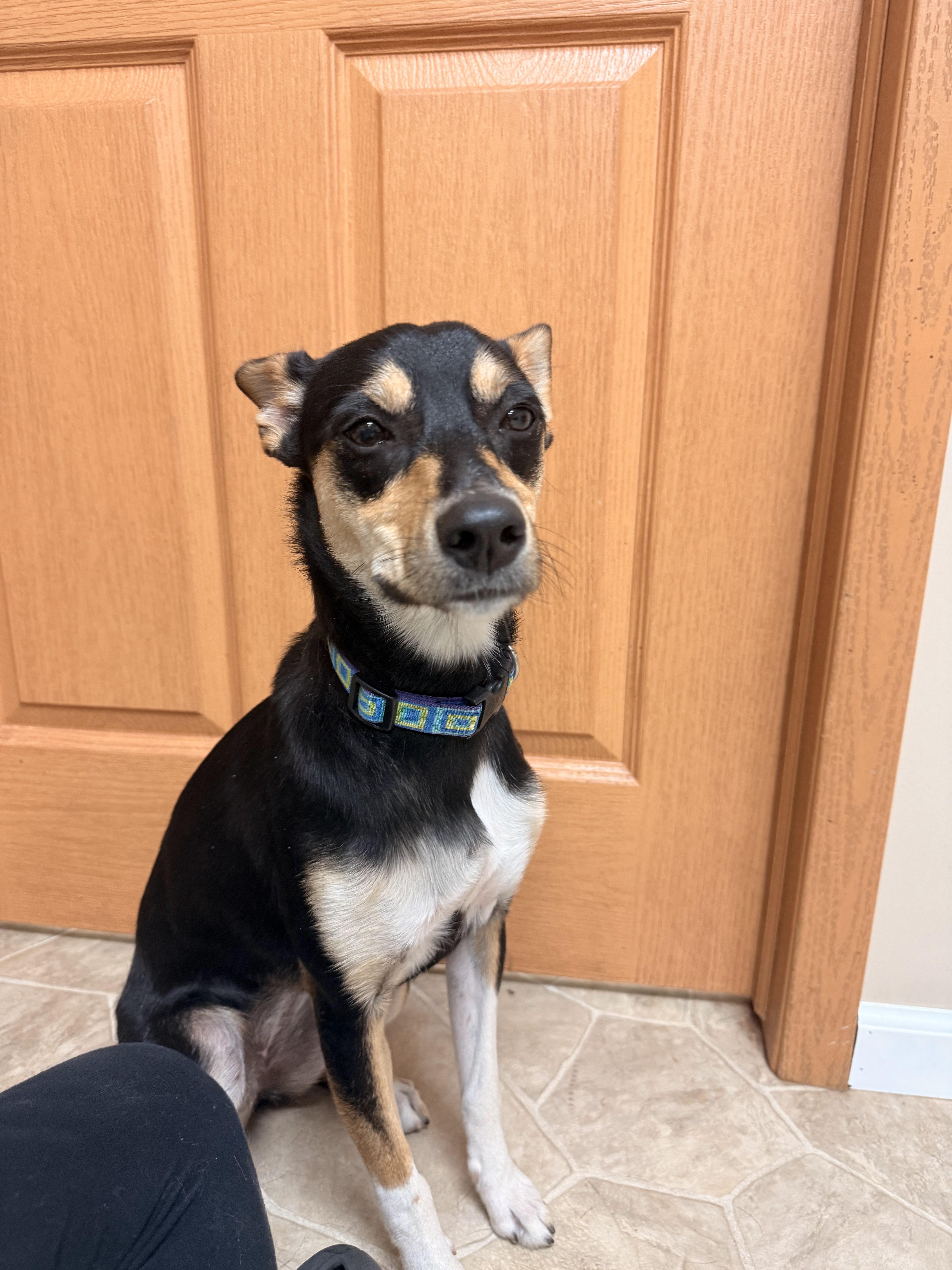Teller, an adoptable mixed breed in Neillsville, WI image 5/6