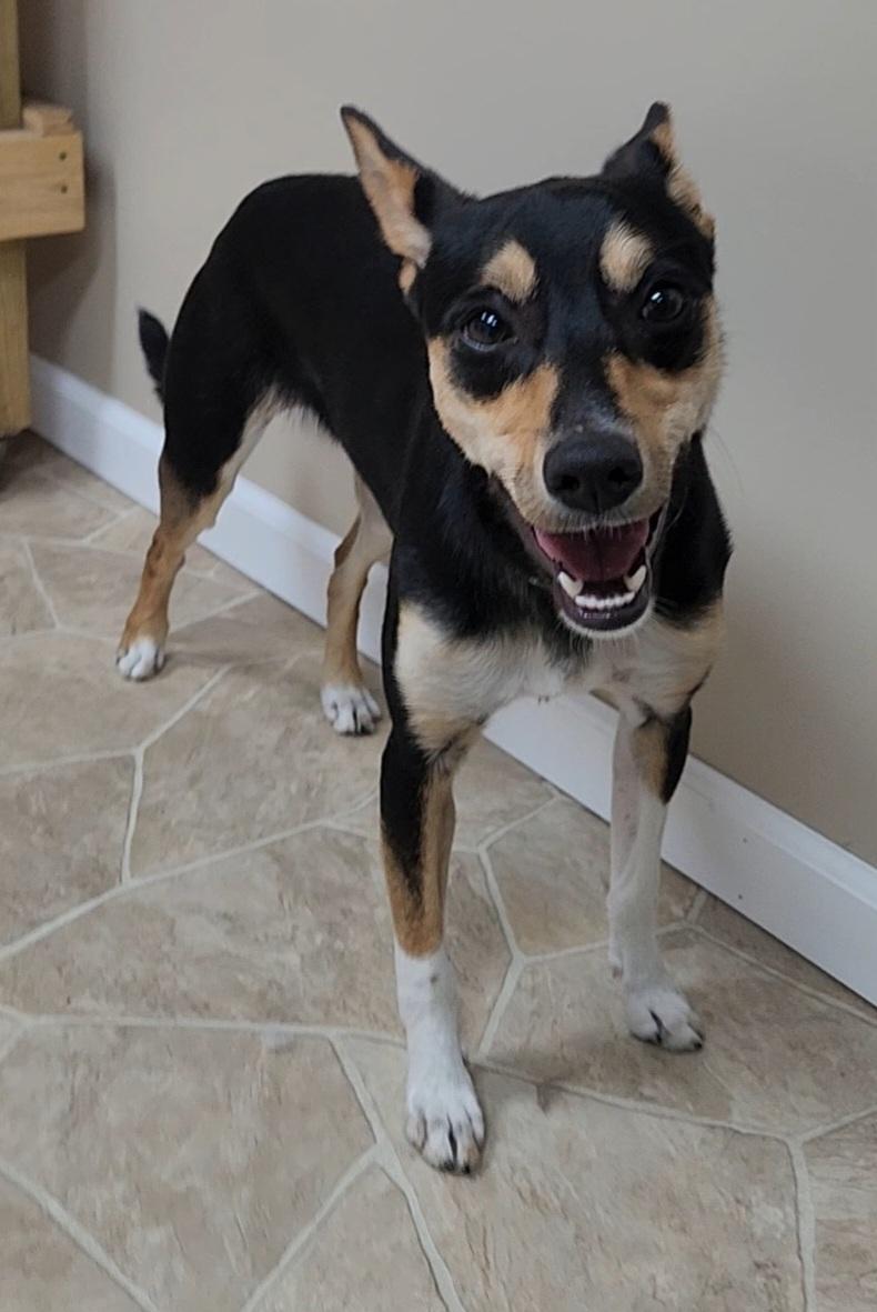 Teller, Adoptable, Young Female Rat Terrier & Cattle Dog.
