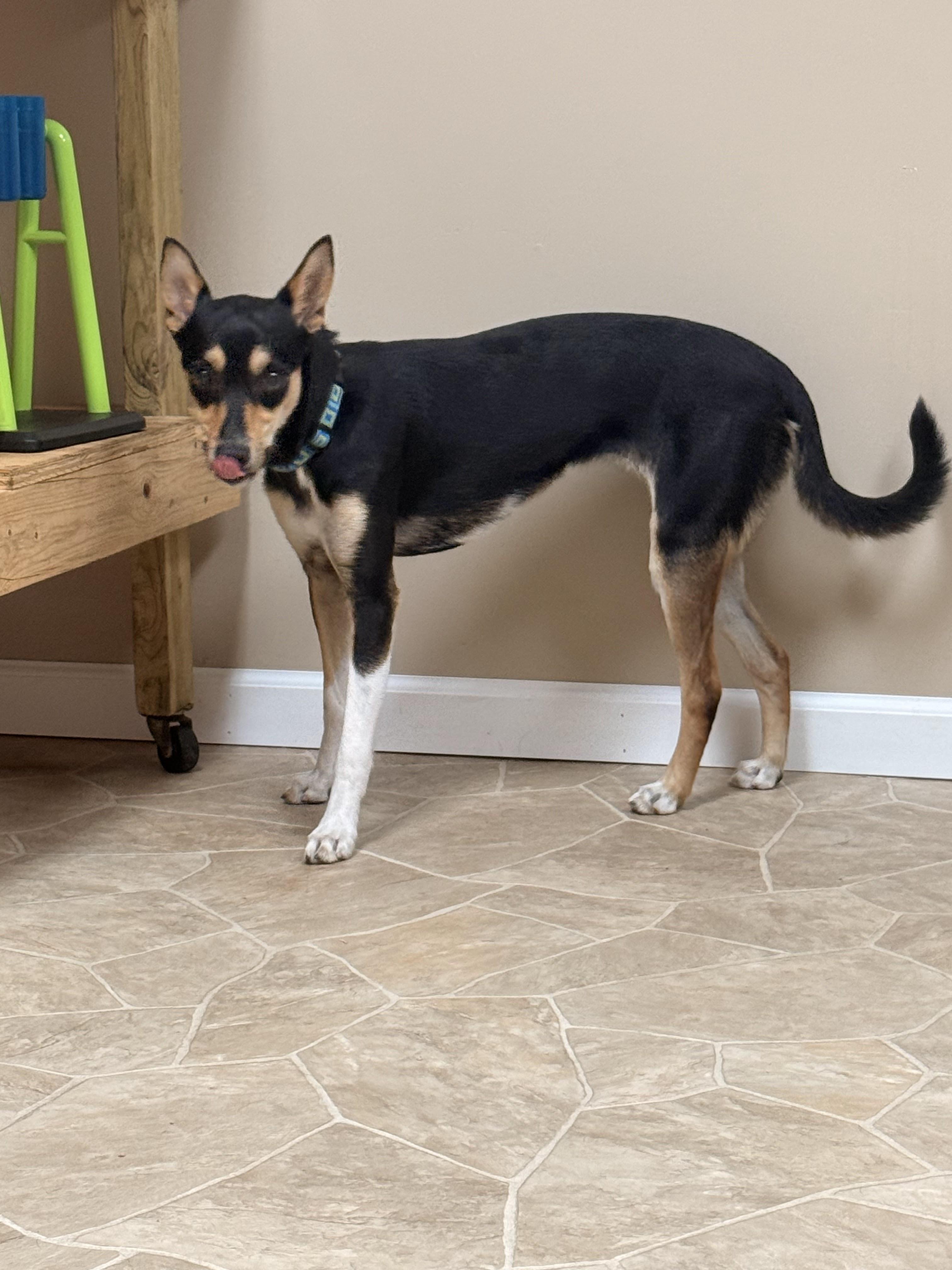 Teller, an adoptable mixed breed in Neillsville, WI image 3/6
