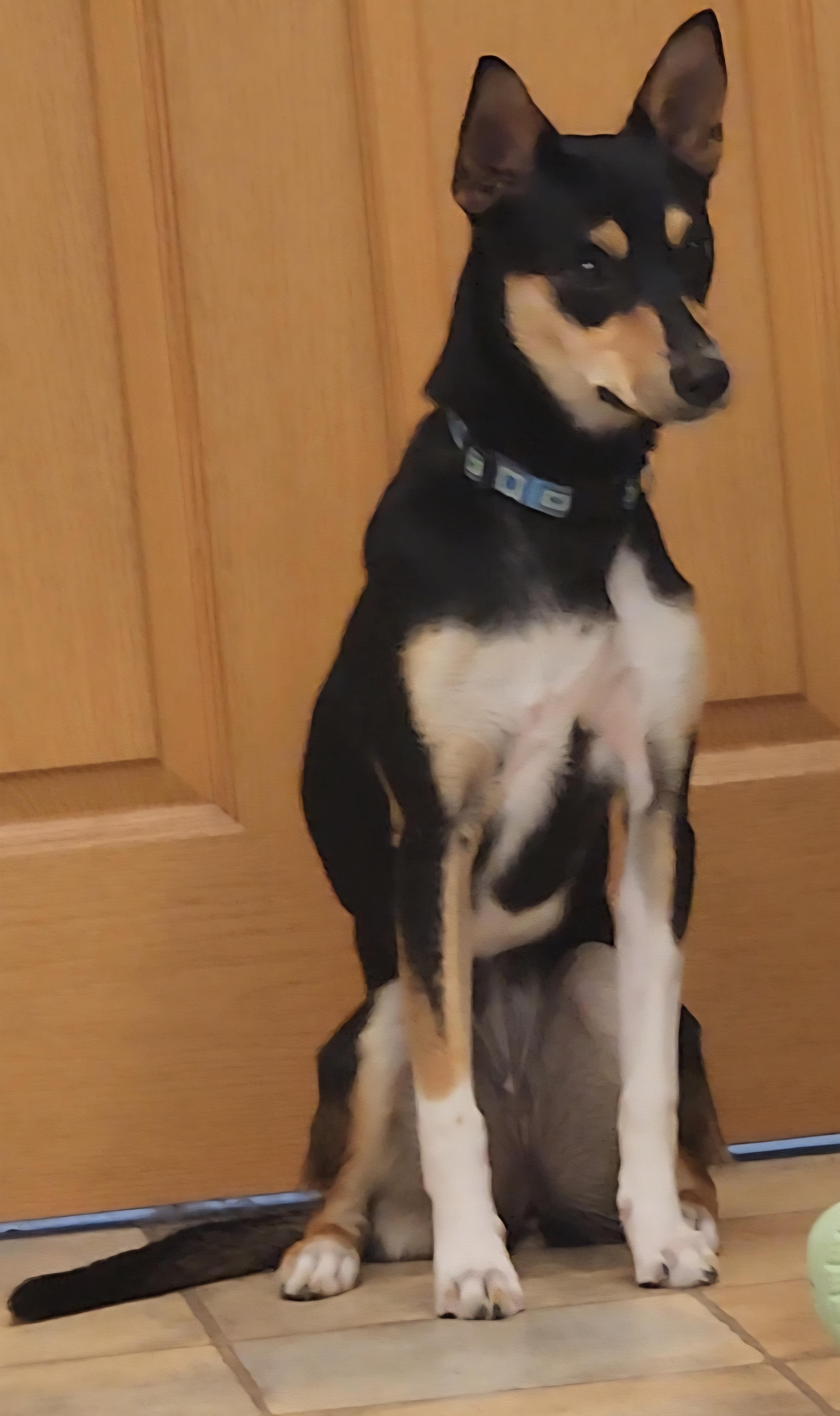 Teller, Adoptable, Young Female Rat Terrier & Cattle Dog.