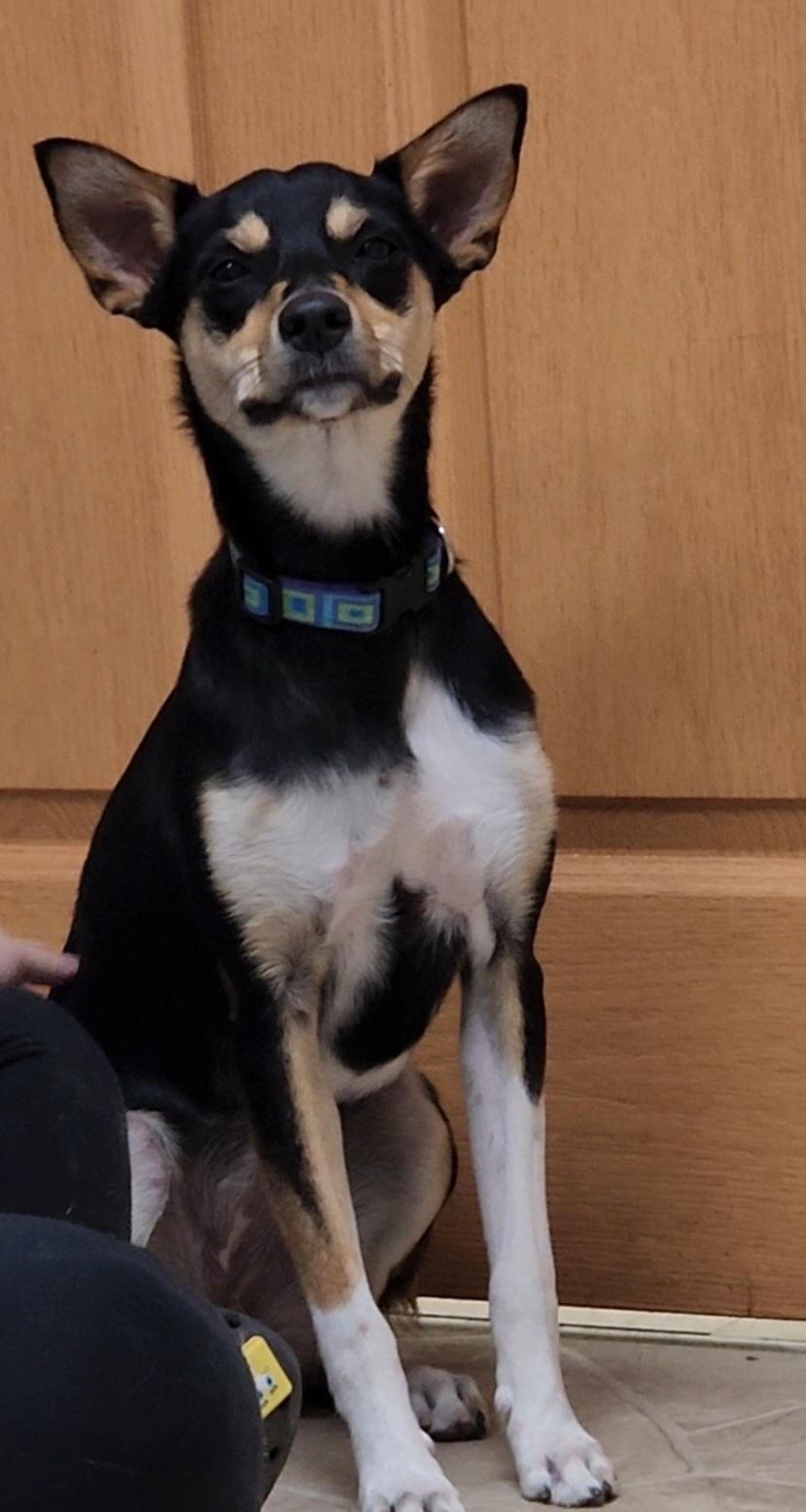 Teller, an adoptable mixed breed in Neillsville, WI image 6/6