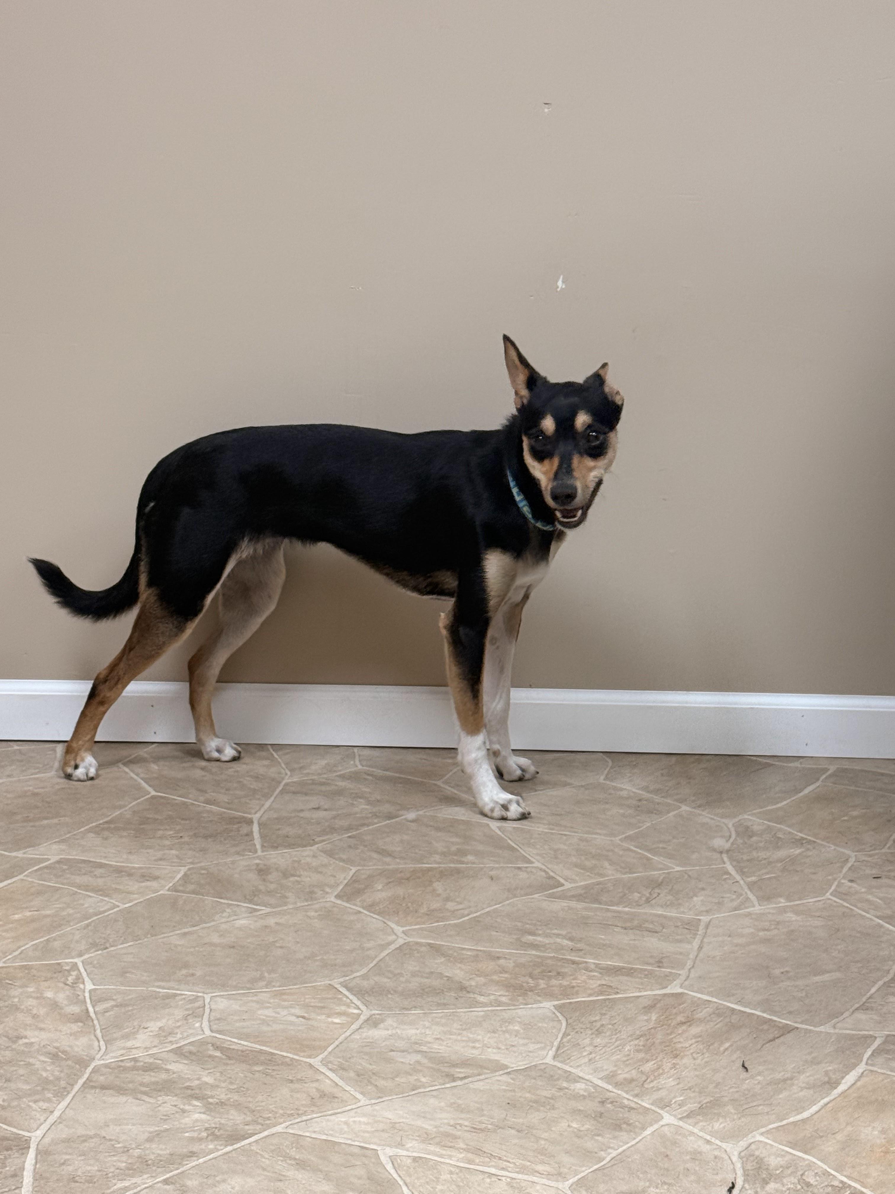 Teller, an adoptable mixed breed in Neillsville, WI image 2/6