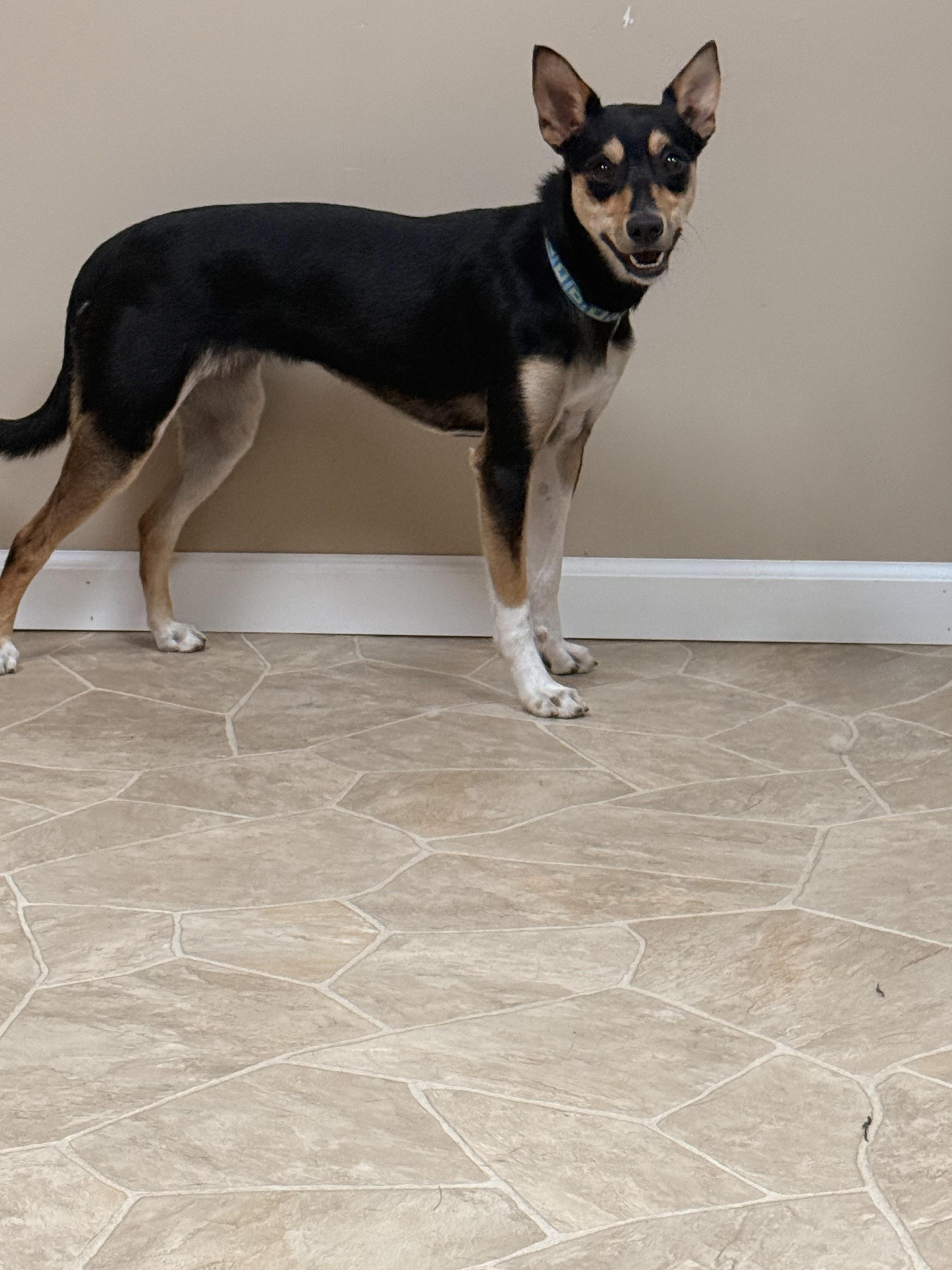 Teller, an adoptable mixed breed in Neillsville, WI image 4/6