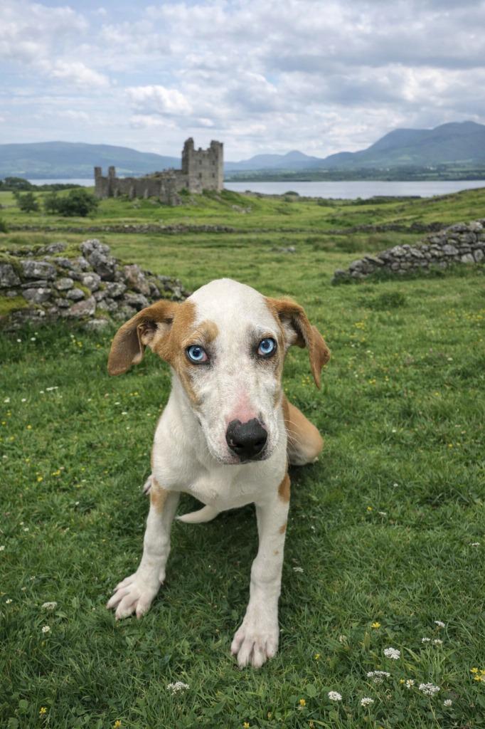 Lacey, Adoptable, Young Female Fox Terrier.