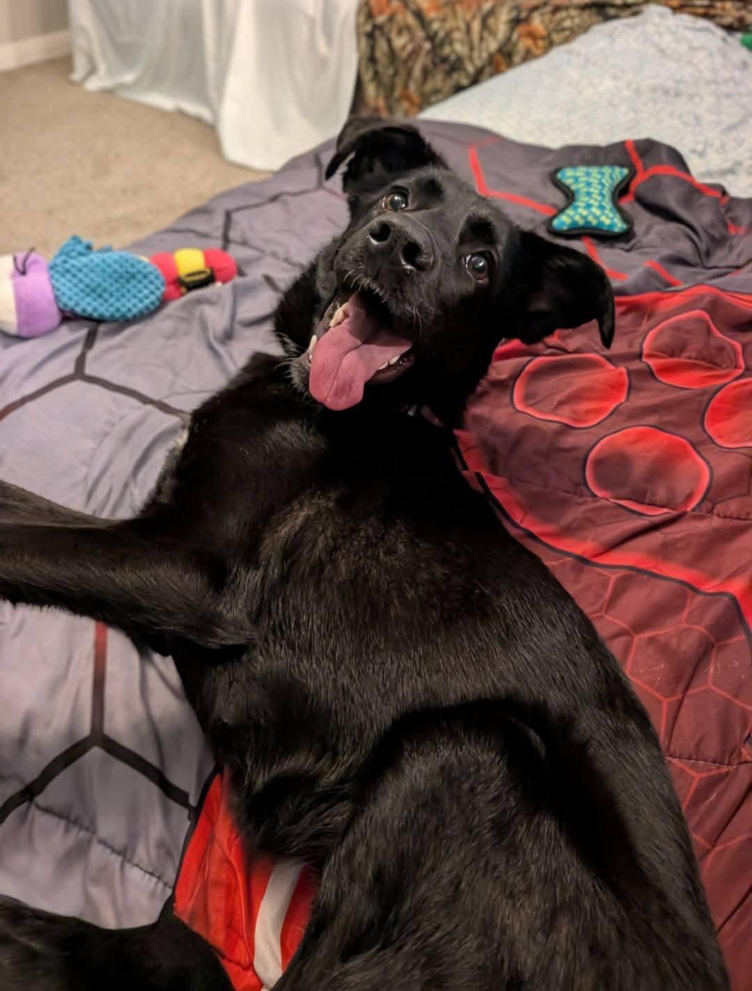Raven, Adopted, Young Female Black Labrador Retriever & Mixed Breed.